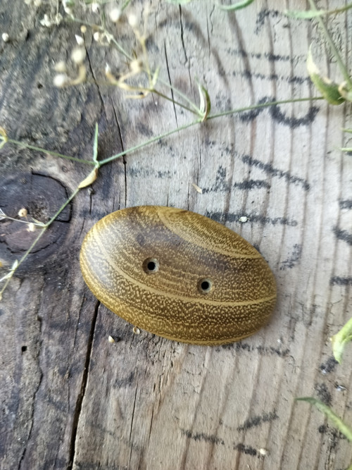 Knoflík ze dřeva akátu — foto 3