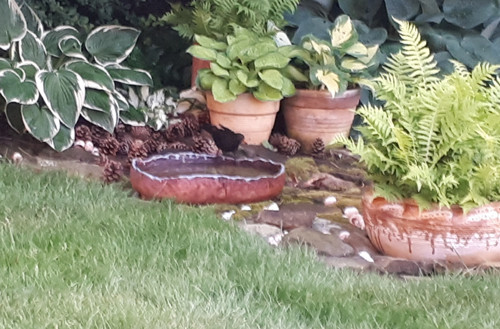 Studánka pro ptáčky, včelky i ježky — foto 4