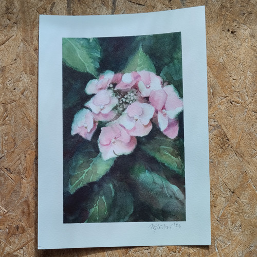 Hortenzie - akvarel originál — foto 3