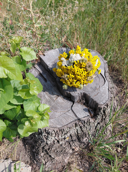 Luční kytička — foto 3
