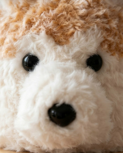 Akita inu — foto 3