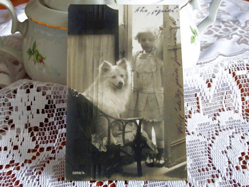 Aťa špic — foto 2