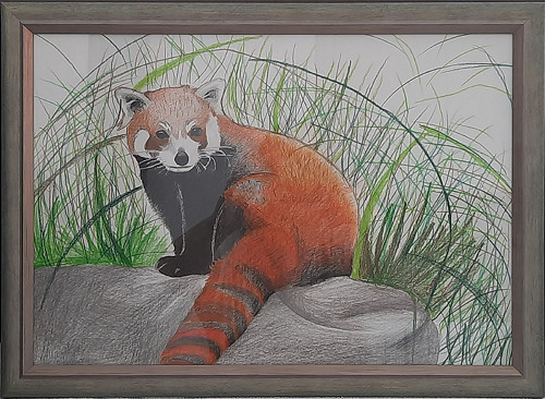 Panda červená — foto 2