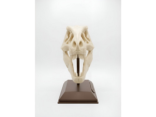Lebka T-Rexe PREHISTORIA — foto 2
