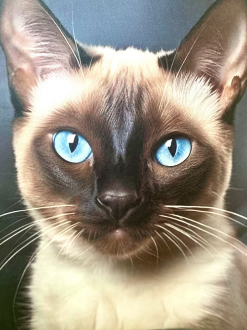 TAŠKA RAGDOLL na notebook — foto 2