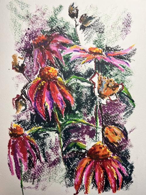 Ilustrace Echinacea 4 — foto 2