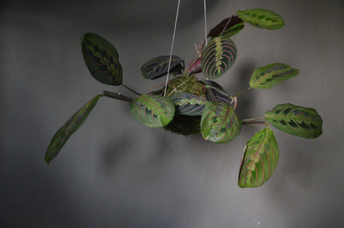 KOKEDAMA - Maranta — foto 3