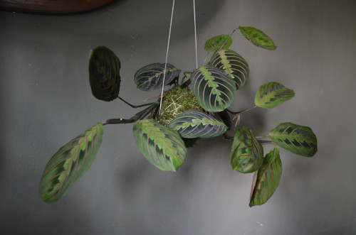 KOKEDAMA - Maranta — foto 6