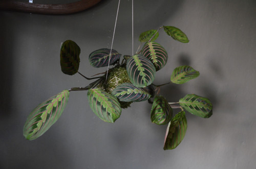 KOKEDAMA - Maranta — foto 4