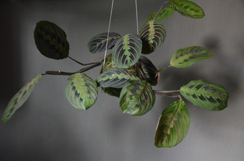 KOKEDAMA - Maranta — foto 5