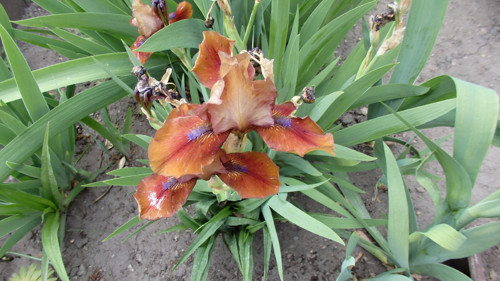 Iris hnědý — foto 2