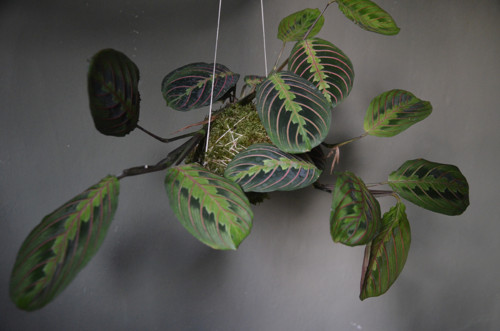 KOKEDAMA - Maranta — foto 2