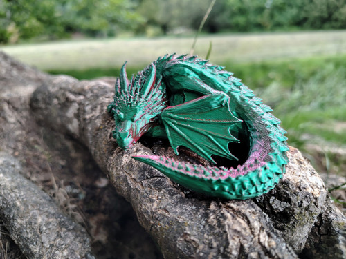 Zeleno-vínový dráček — foto 5