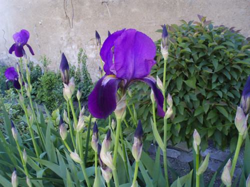 Iris tmavě fialový — foto 2