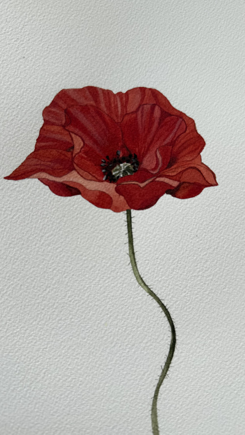 Mák vlčí - originál ilustrace A4 — foto 2