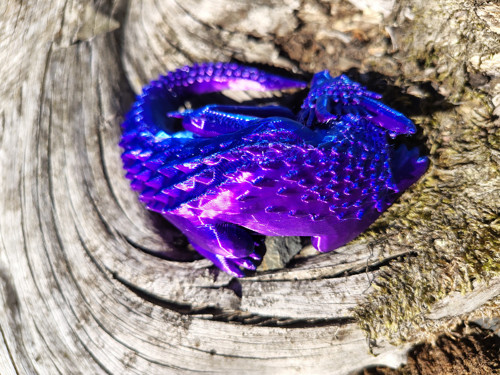 Modro-fialový dráček — foto 2