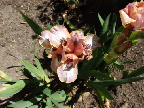 Iris starorůžový — foto 2