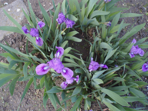 Iris skalkový fialový — foto 2