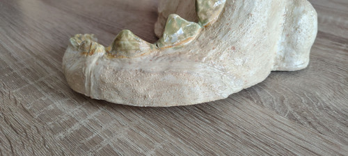LUMPÍK s motýlkem — foto 6