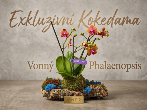 Exkluzivní kokedama — foto 2