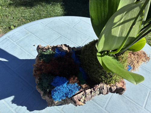 Exkluzivní kokedama — foto 4
