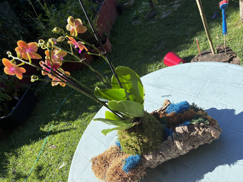 Exkluzivní kokedama — foto 3
