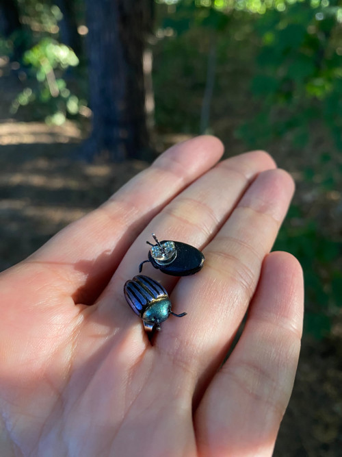 Beetles — foto 6