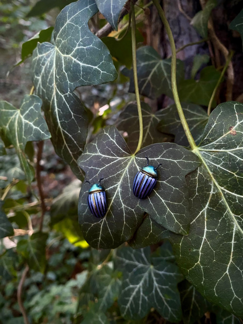 Beetles — foto 4
