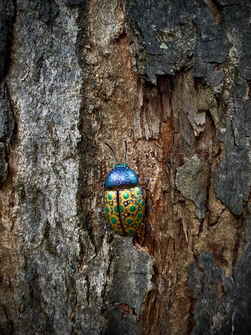 Beetle — foto 4