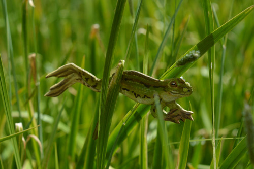Skokan zelený — foto 2