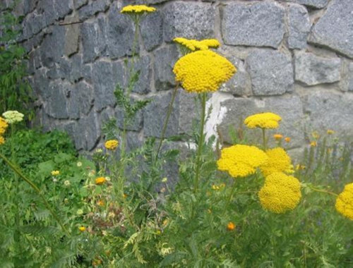 Řebříček žlutý, trvalka — foto 2