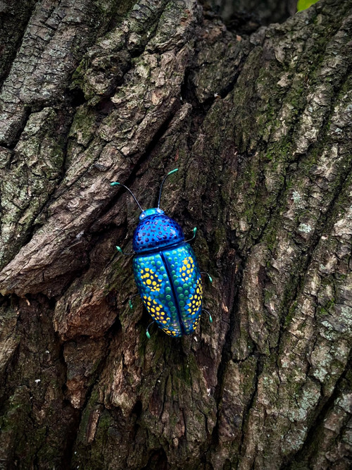 Beetle — foto 4
