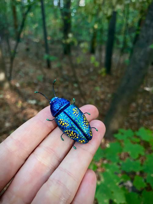 Beetle — foto 2