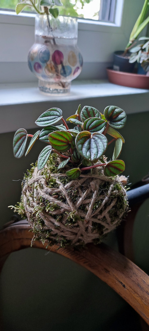 KOKEDAMA - Pepřinec — foto 2