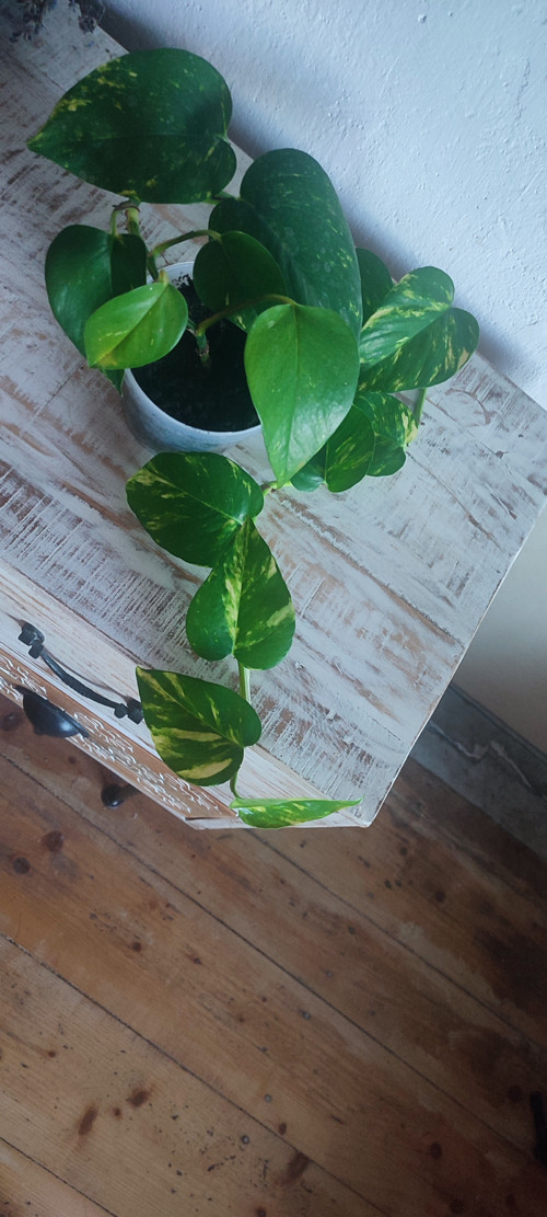 Epipremnum /pothos/ - pokojová rostlina — foto 2