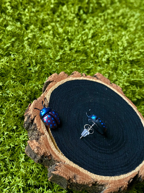 Beetles — foto 4
