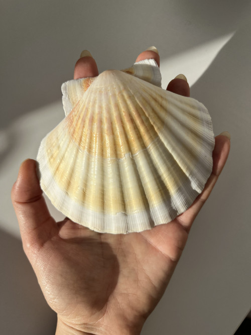 Šperkovnice z mušle - lodička — foto 6