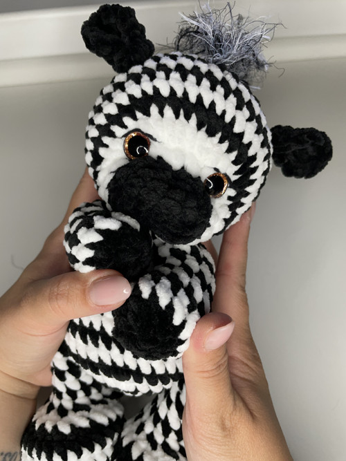 Zebra Ziggy — foto 6