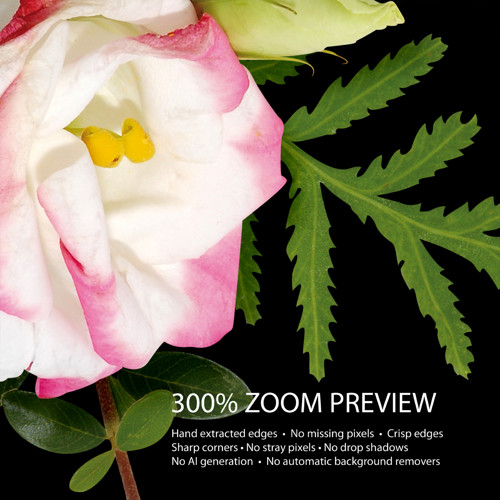004 | Eustoma, zelené listy a větvičky — foto 2