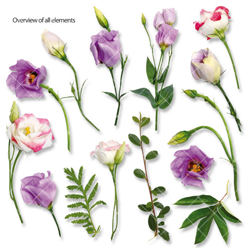 004 | Eustoma, zelené listy a větvičky — foto 3