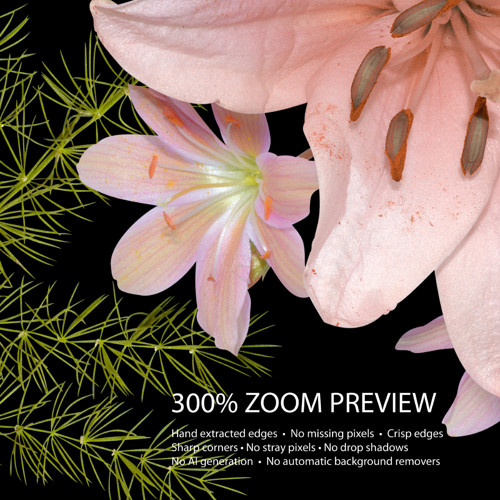 015 | Lilie, růže a zeleň — foto 2