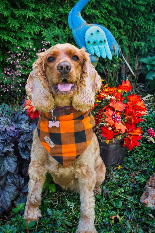 Šátek pro psy - Pumpkin spice - velikost L — foto 2