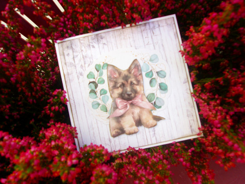 Dáreček — foto 2