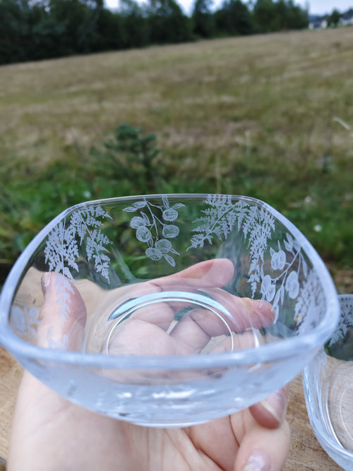 Misky v kapradí a borůvčí — foto 4