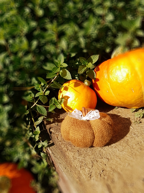 Podzimní dýně No. 2 — foto 3