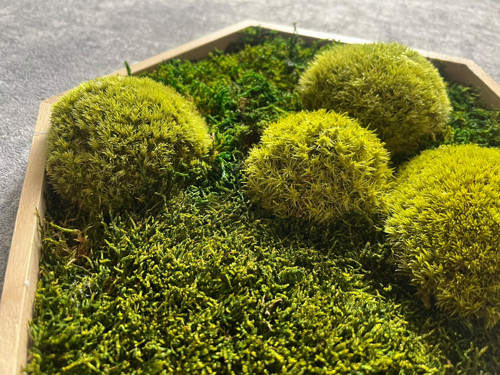 Mechový obraz - hexagon 26x26cm — foto 4