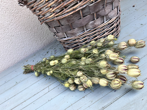 Černucha damašská — foto 3