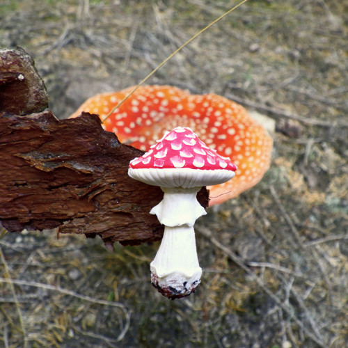 Muchomůrka (brož) — foto 2