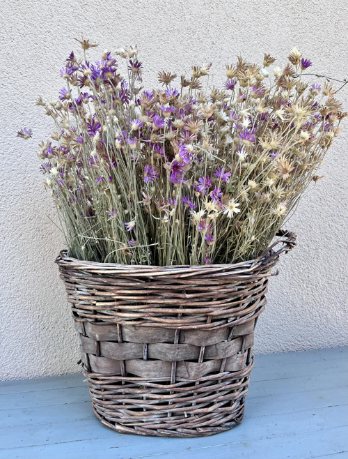 Suchokvět mix — foto 3