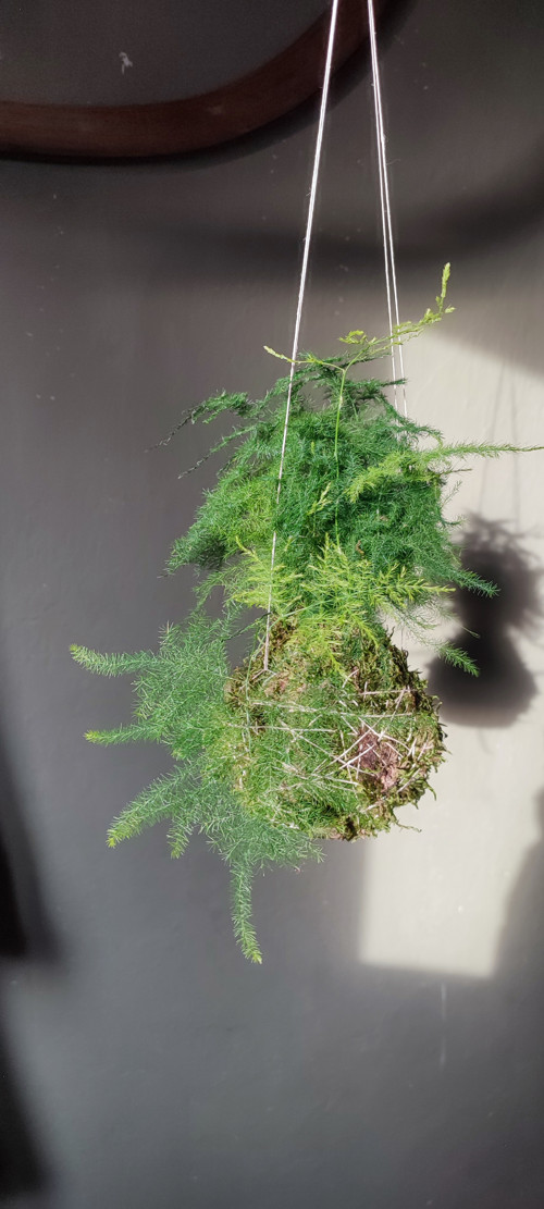KOKEDAMA - Aspharagus — foto 2